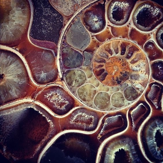 ammonite