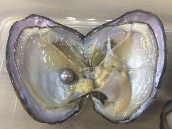 pearl in oyster